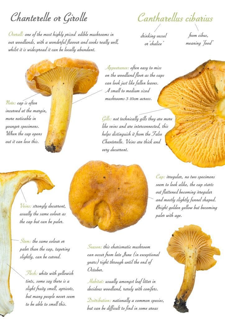 pictures of edible mushrooms in colorado