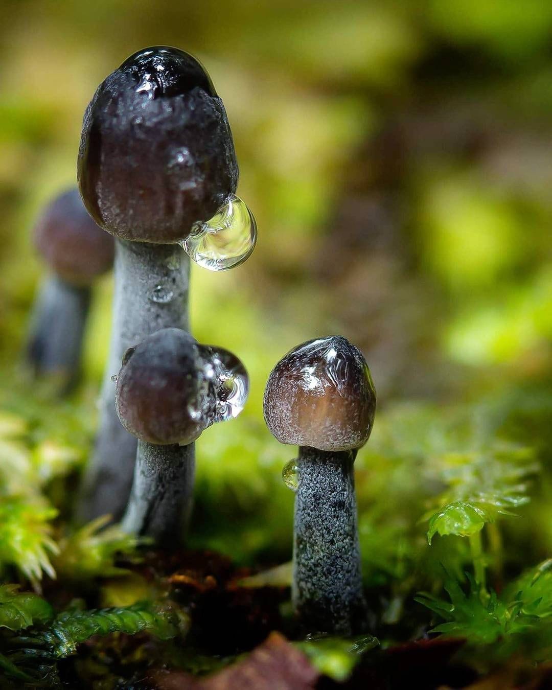 common mushrooms in colorado