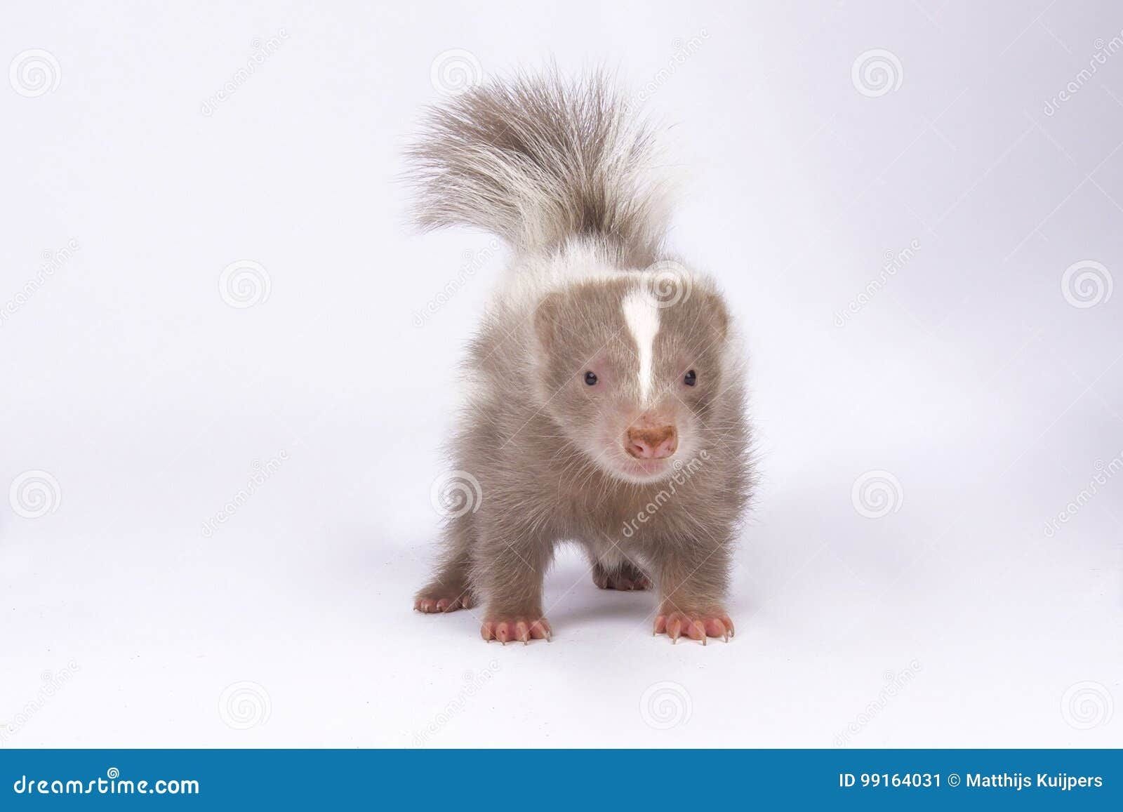 Pictures of Baby Skunks