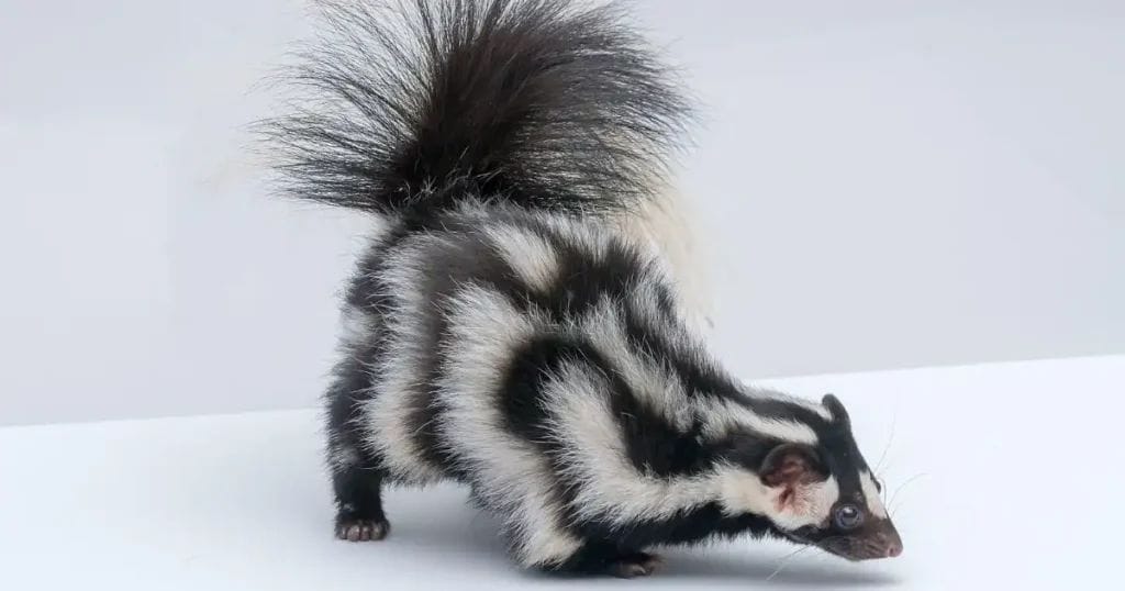 5 Types of Cute Skunks You Didnt Know Existed