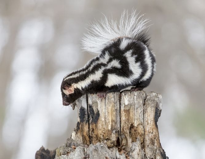 Understanding Pet Skunk Colors: A Comprehensive Guide