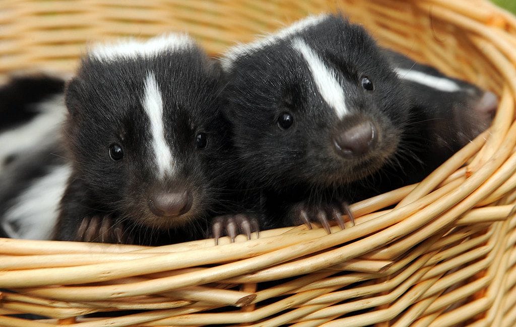 Skunks come in several colors and patterns! And they have such