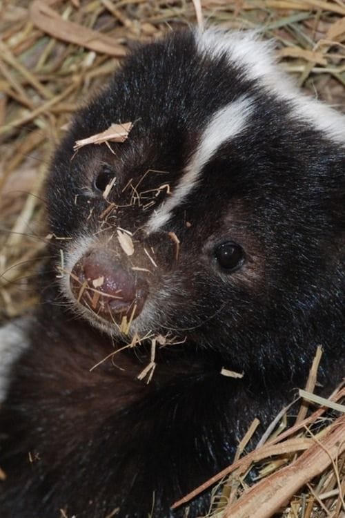 cute skunk