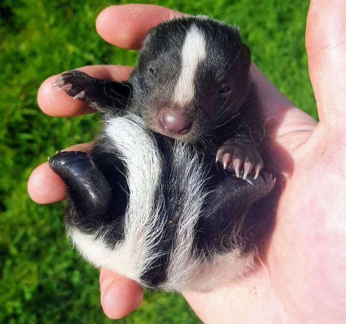 5 Types of Cute Skunks You Didnt Know Existed