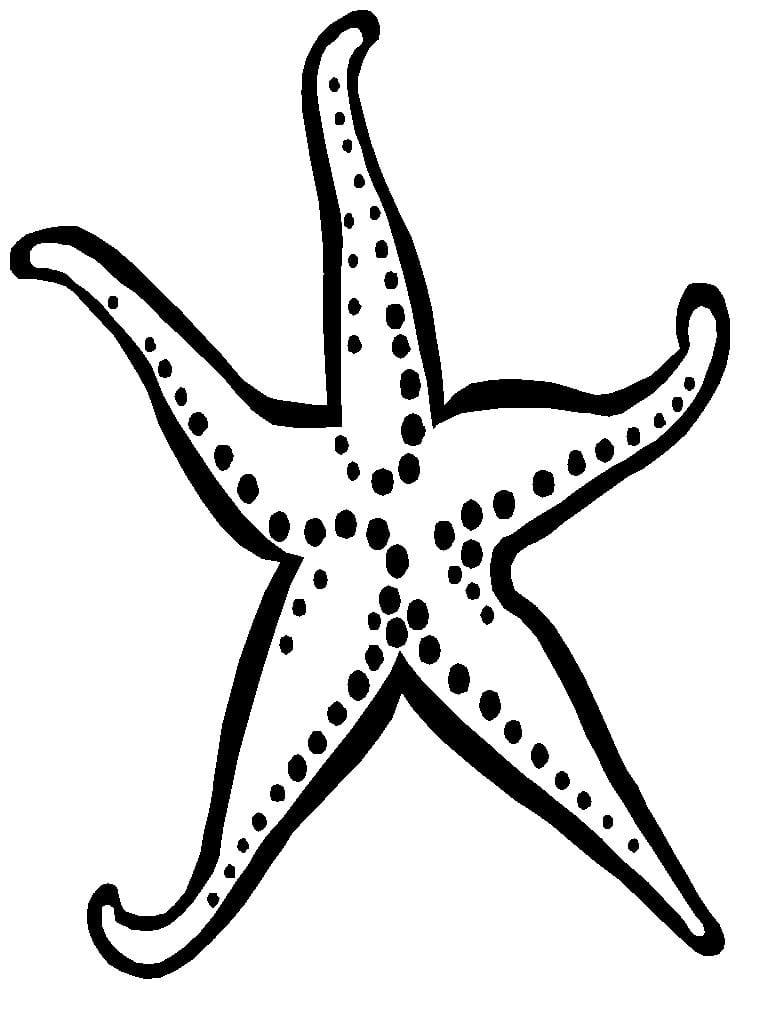 Free Starfish Coloring Pages For Kids