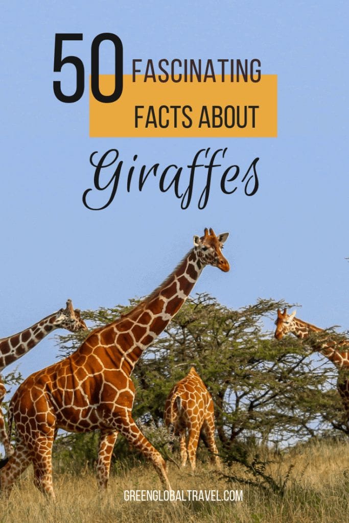 Giraffe Facts