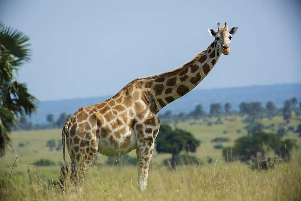 As Its World Giraffe Day