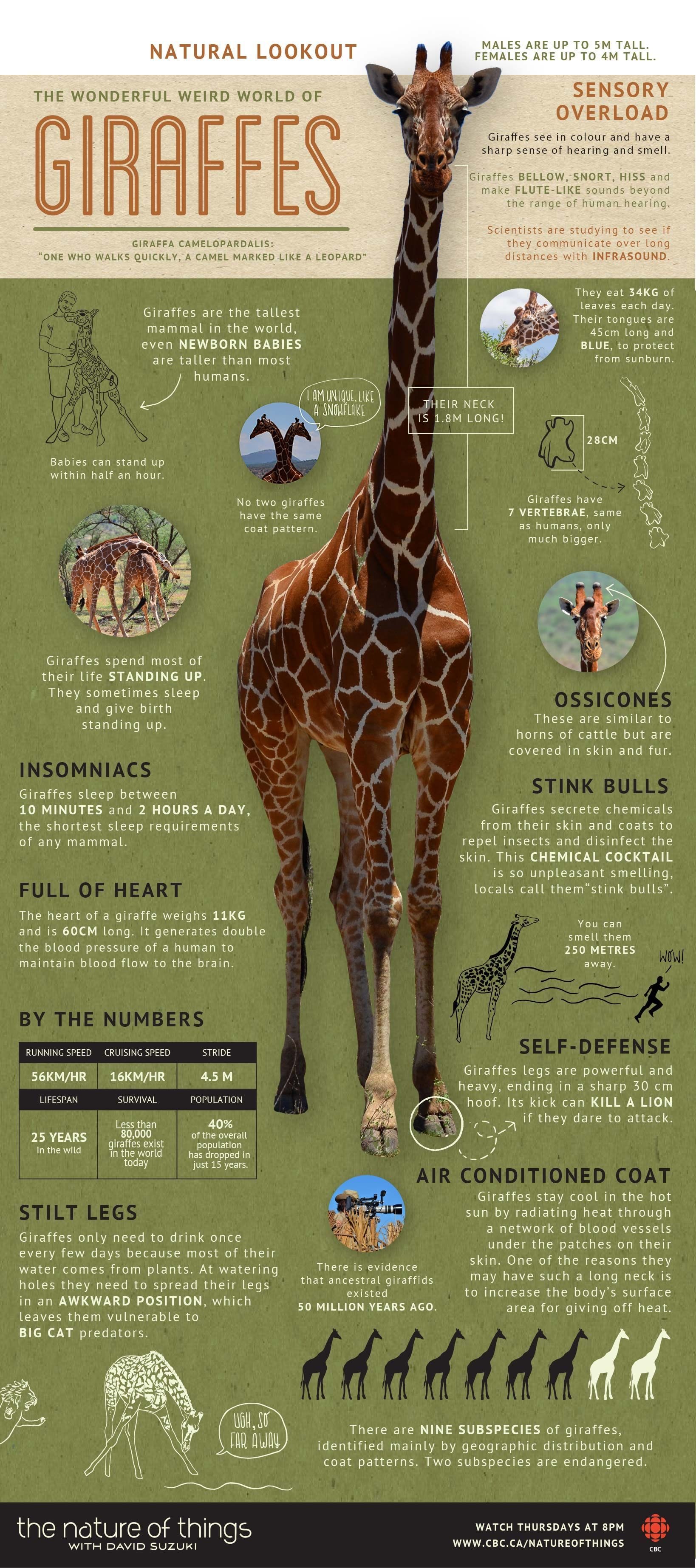 50 Interesting Giraffe Facts That Will Tower Over You