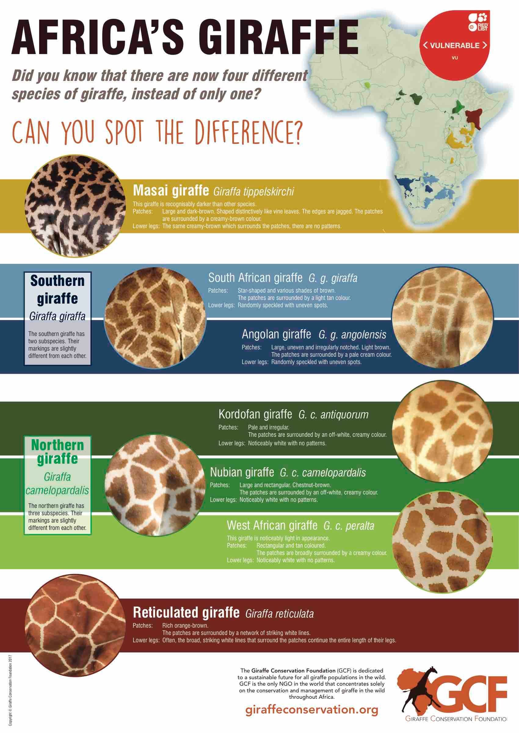 Juma the Giraffes Giraffe Facts