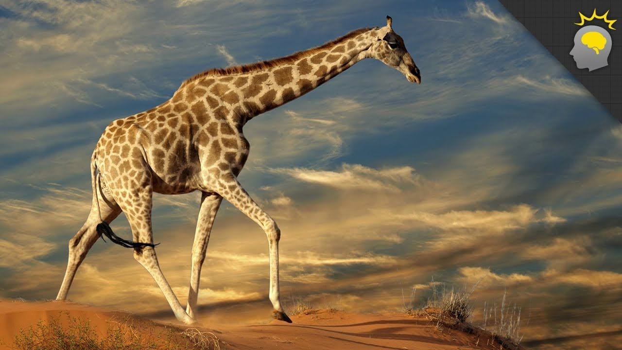 5 Amazing Giraffe Facts