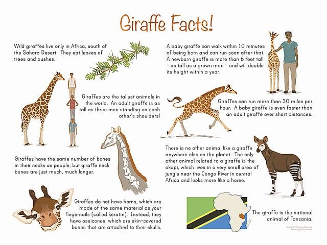 Interesting Facts about giraffes