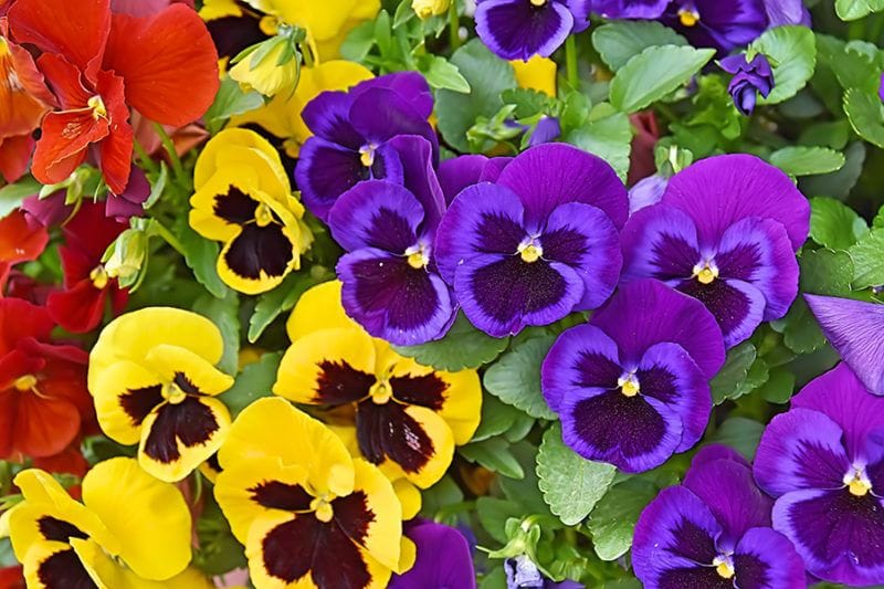 Add Vibrant Colors to your Garden with Pansies