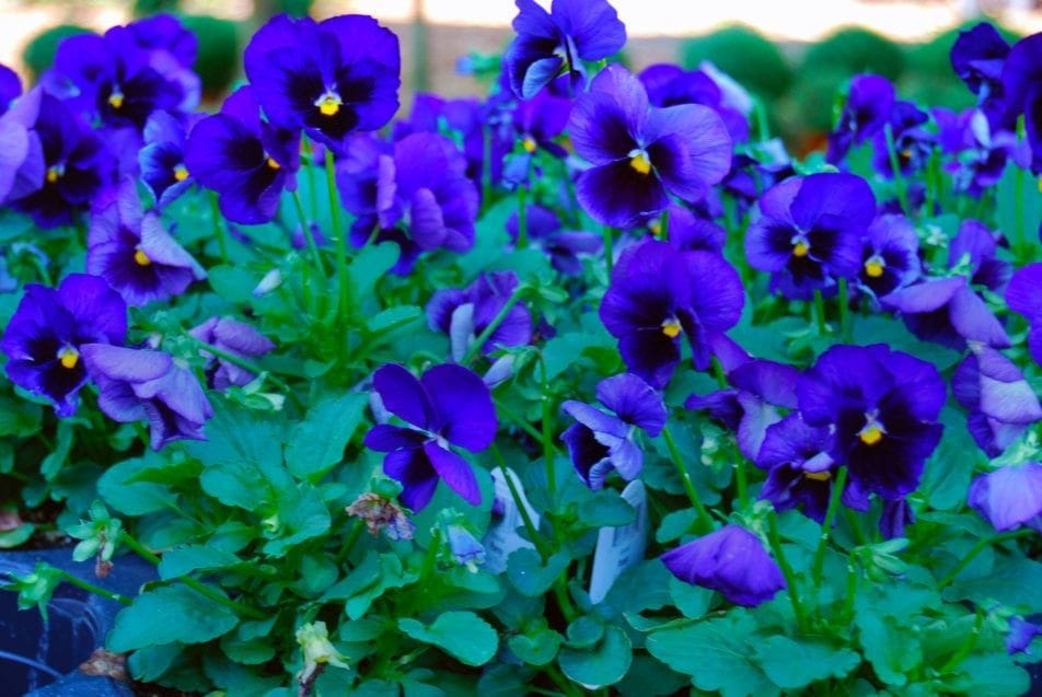 Pansies to Brighten Your Garden : The Gardener