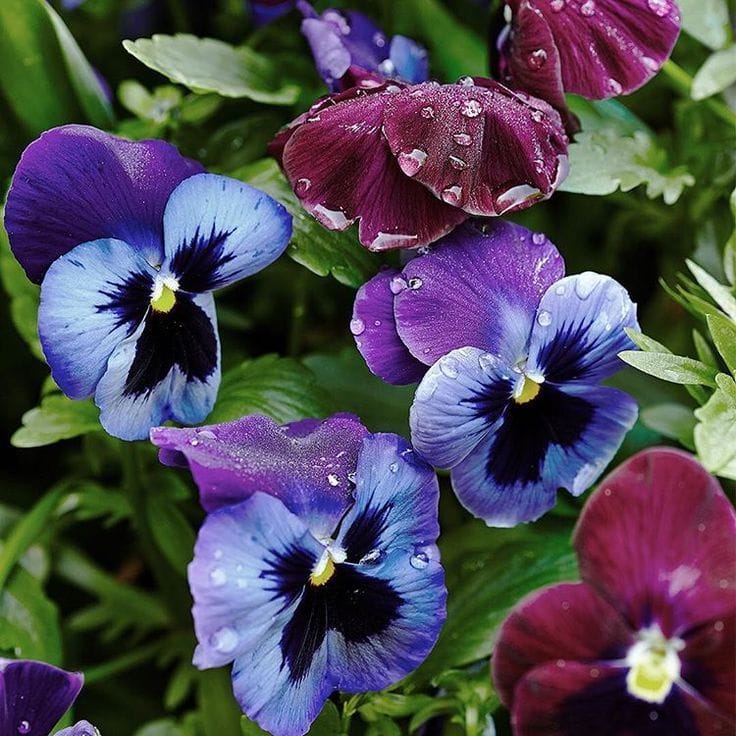 Growing Pansies: A Colorful Display for Fall