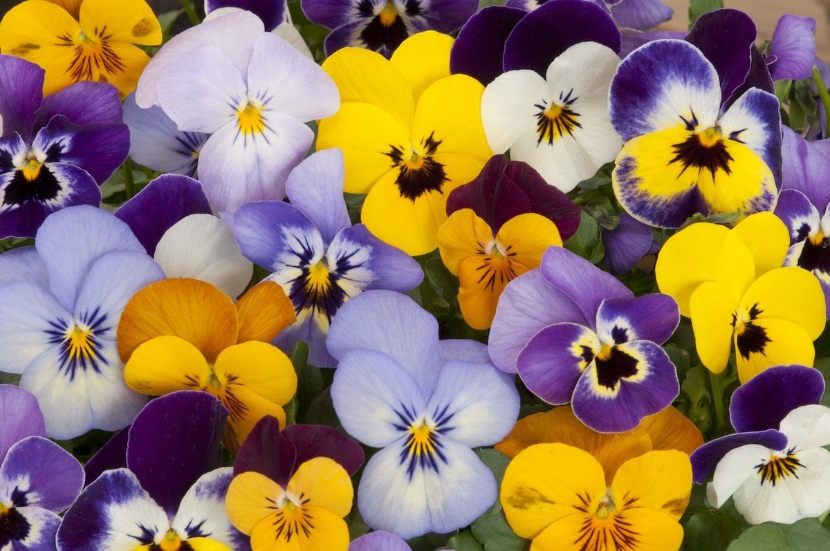 24 Winter Flowers That Will Add Vibrant Color to Your Garden