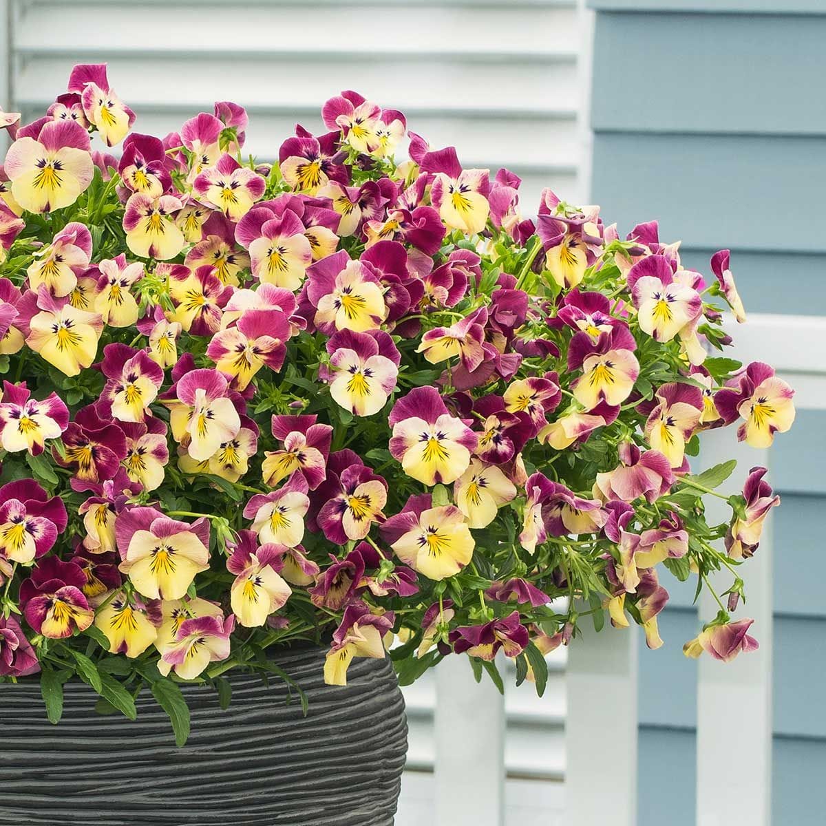 14 Pretty Unusual Pansy Varieties