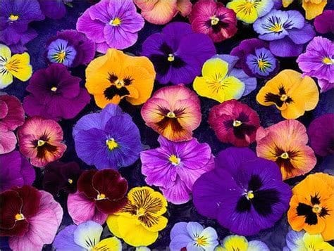 19 of the Best Pansy Varieties to Grow at Home