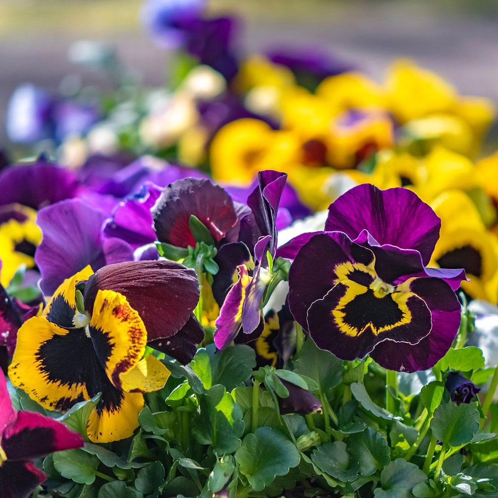 Pansy Pattern in Bright Vibrant Colors Creative Fabrica