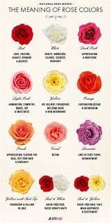 18 Rose Color Meanings That Are Just More Than Romantic