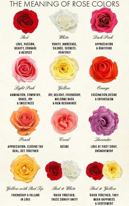 Meaning of roses colours