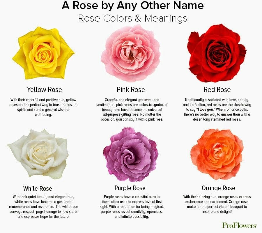 ROSE COLORS AND THEIR MEANINGS Color Meanings