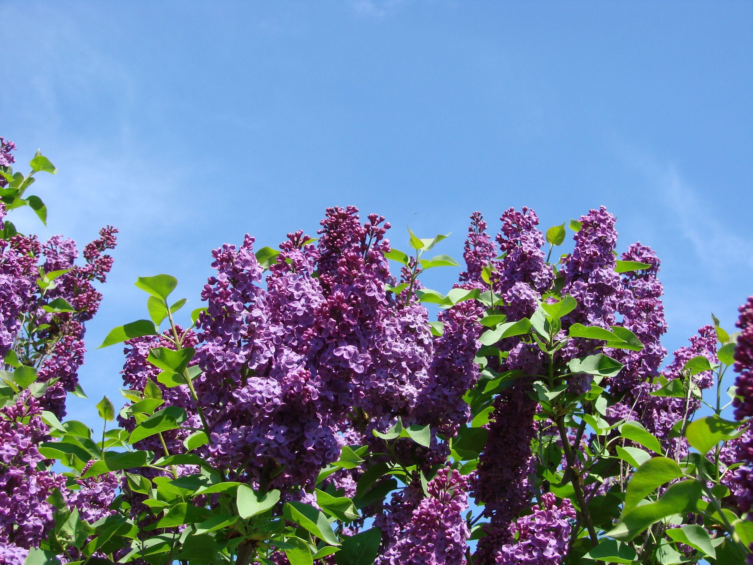 18 Purple Flowering Shrubs Thatll Beautify Your Garden TasteAndCraze