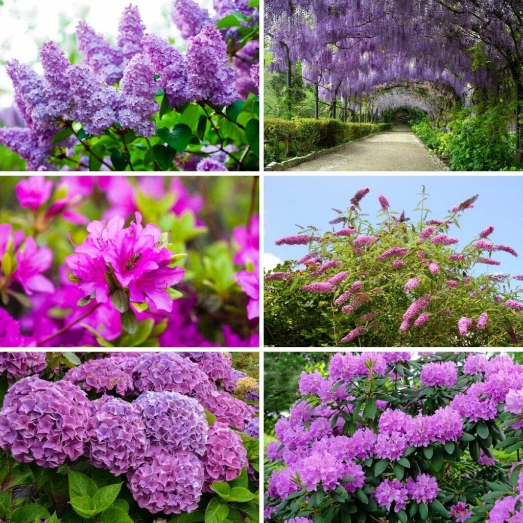 Purple Sage Bush