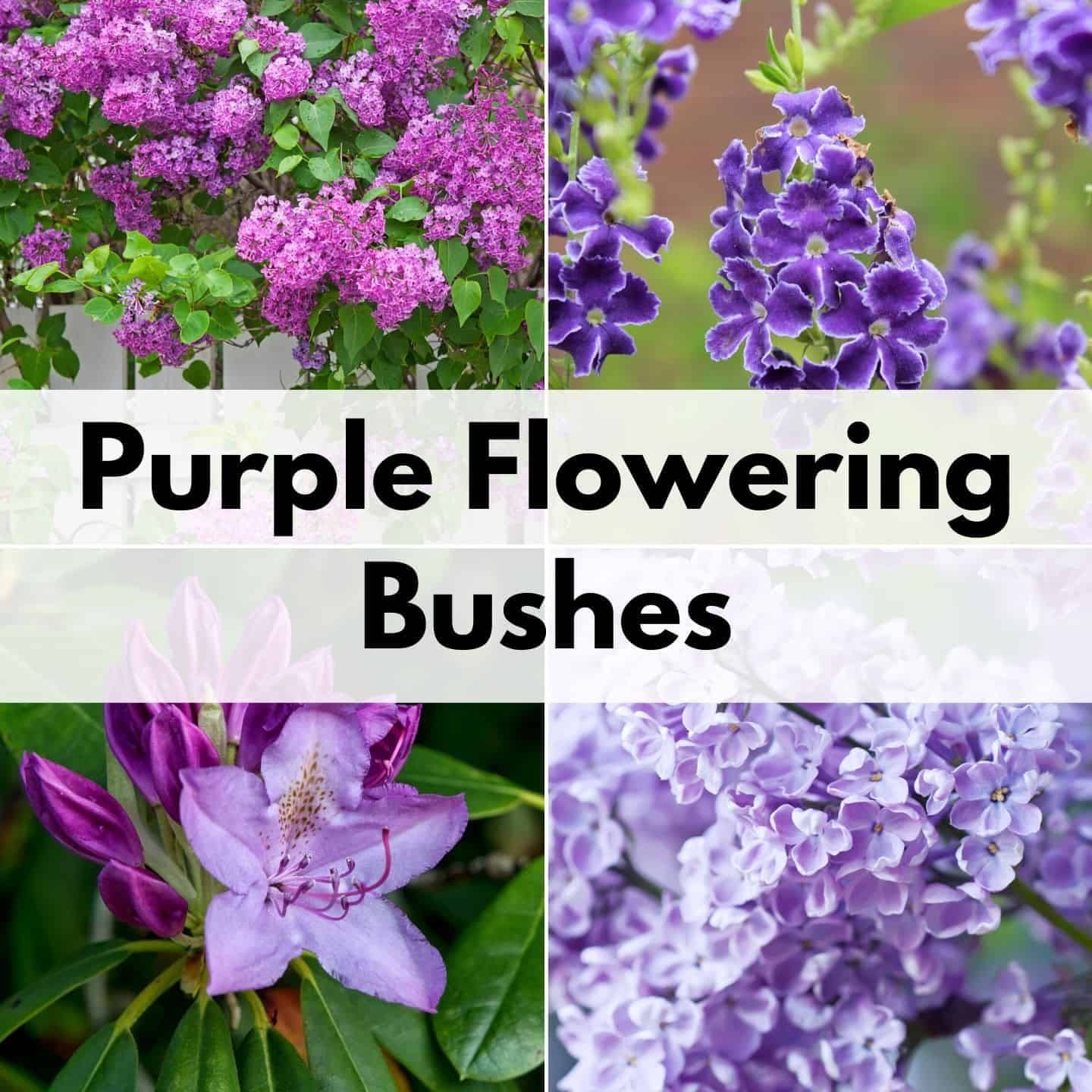 Shrub With Purple Flowers In Spring / The Best Purple Perennials Plants