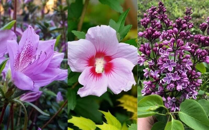 14 Gorgeous Purple Flowering Shrubs Bushes For Your Garden