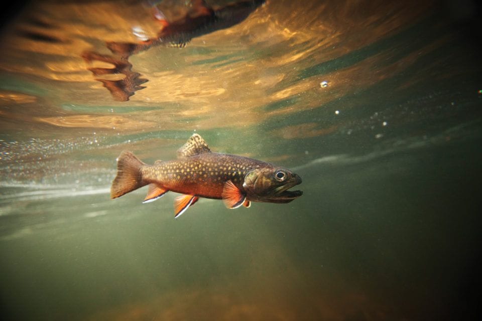 HOW to fish the COLORADO RIVER for BIG Fish : Tips Techniques!