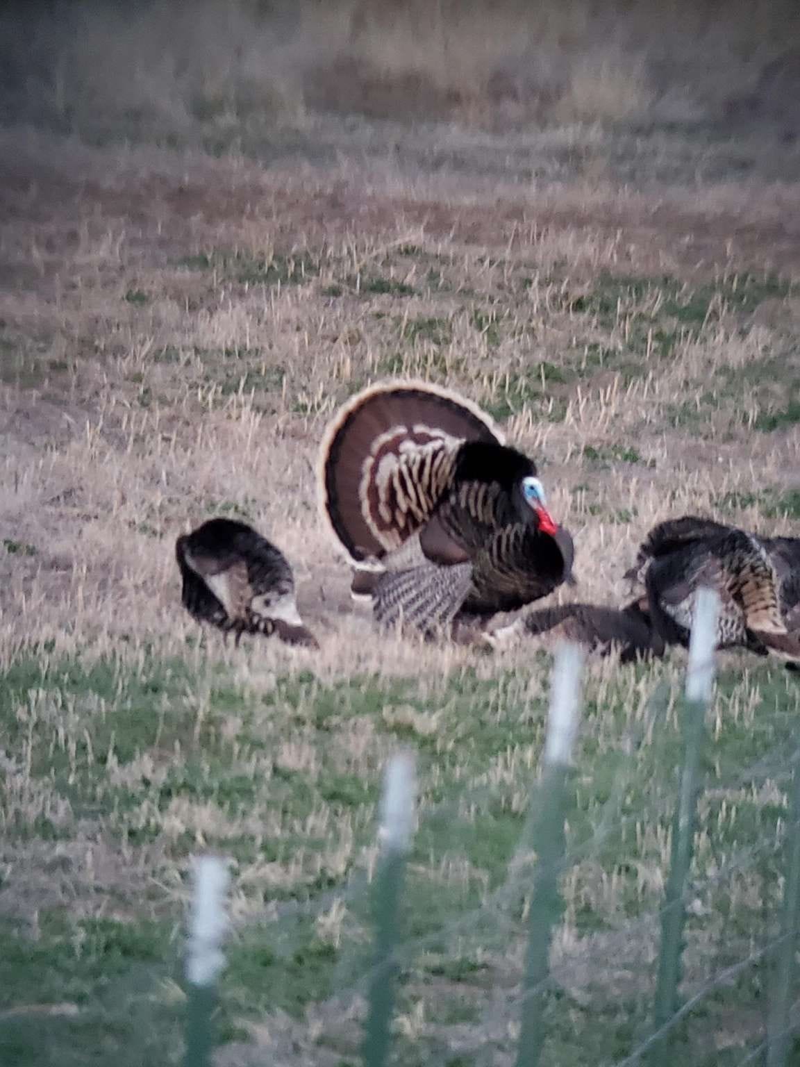 Colorado Turkey Hunts