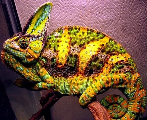 Masters of Disguise: The Fascinating Lives of Chameleons