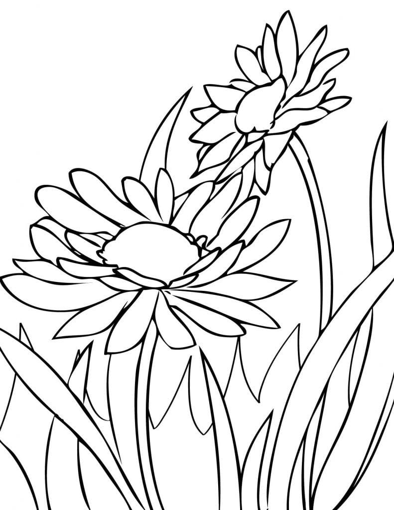 Daisy Coloring Pages