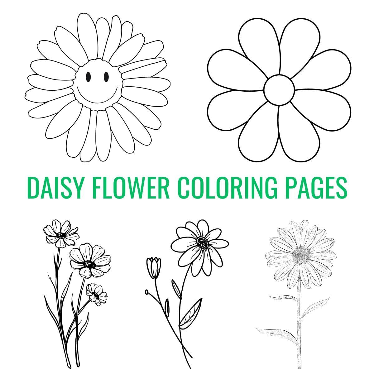 Free Daisy drawing to download and color