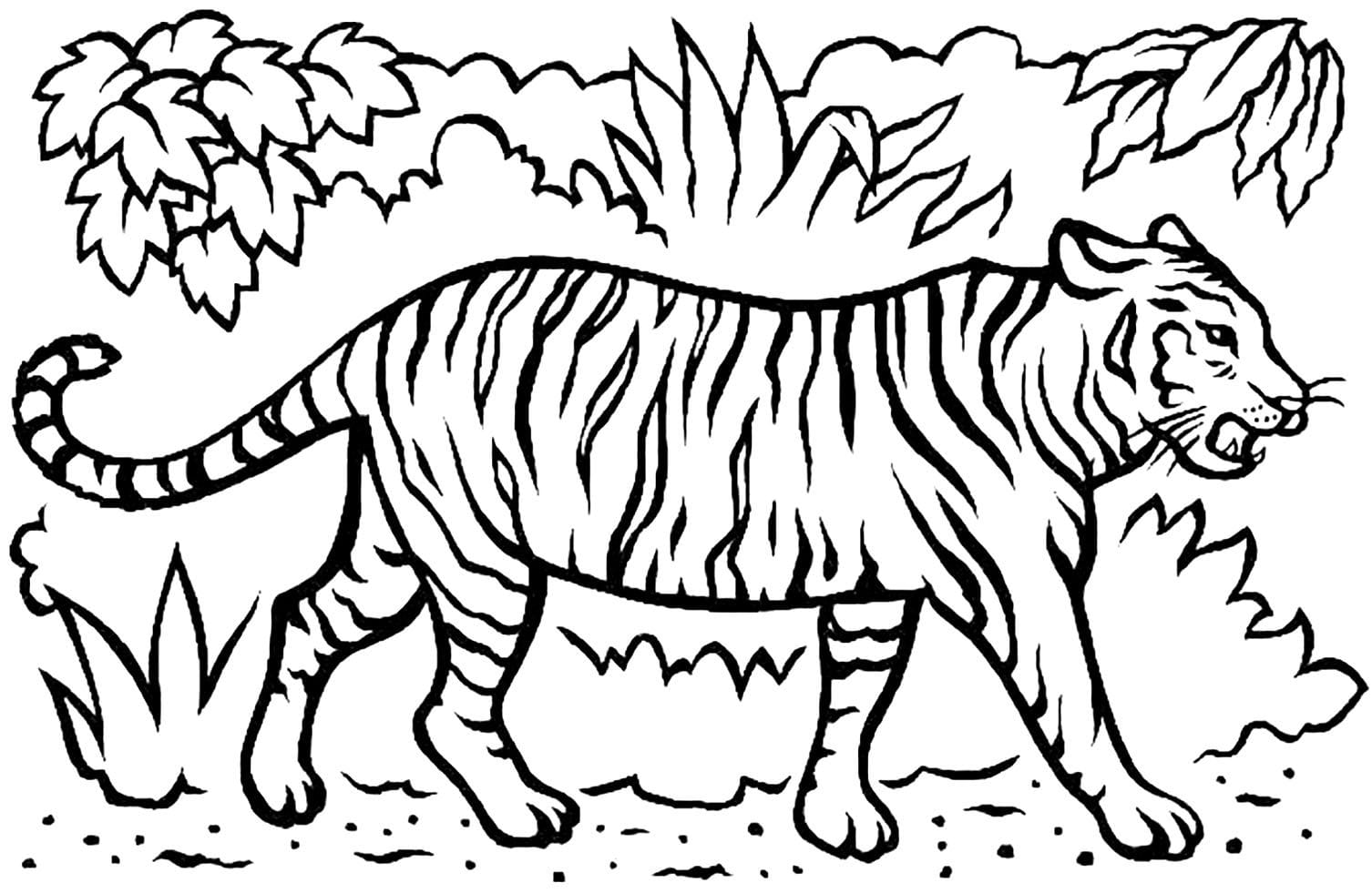 Free Printable Tiger Coloring Pages For Kids