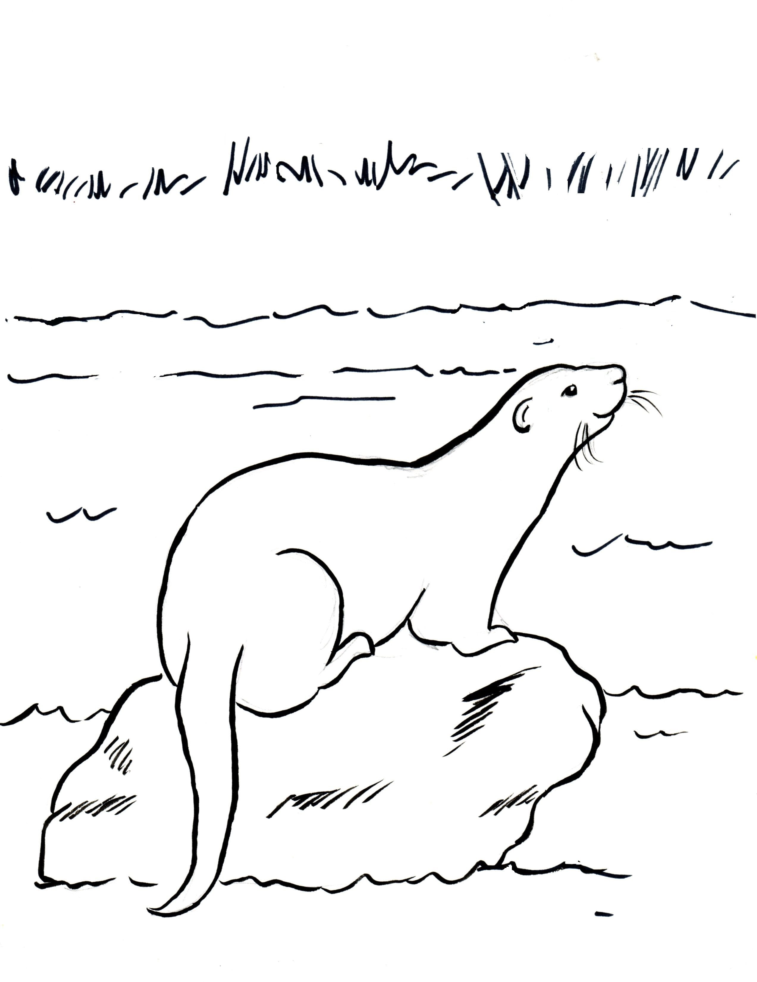 Otter Coloring Pages