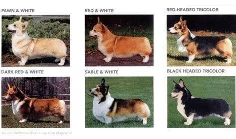 Pembroke Welsh Corgi Breed Guide