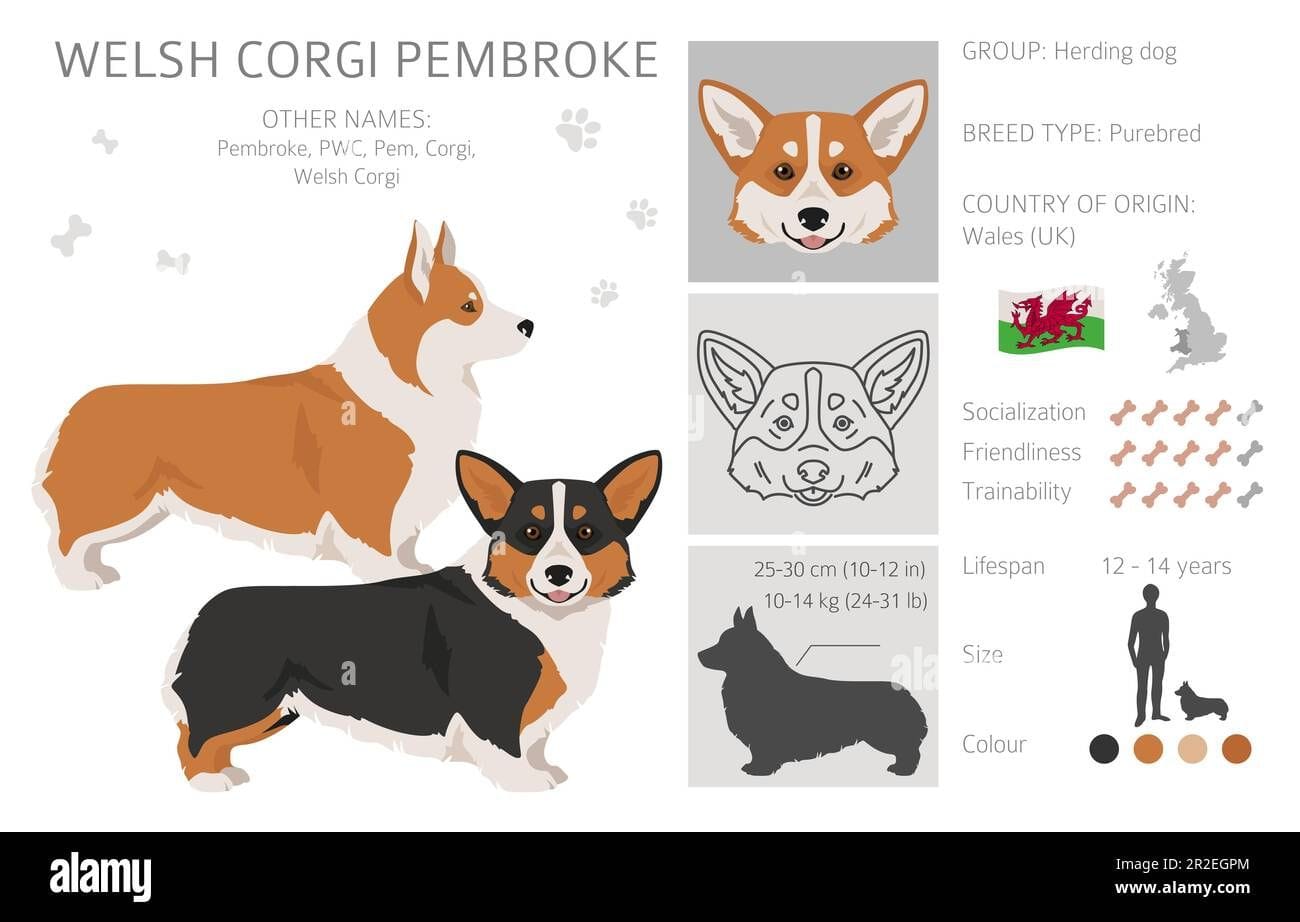 Curig Pembroke Welsh Corgis