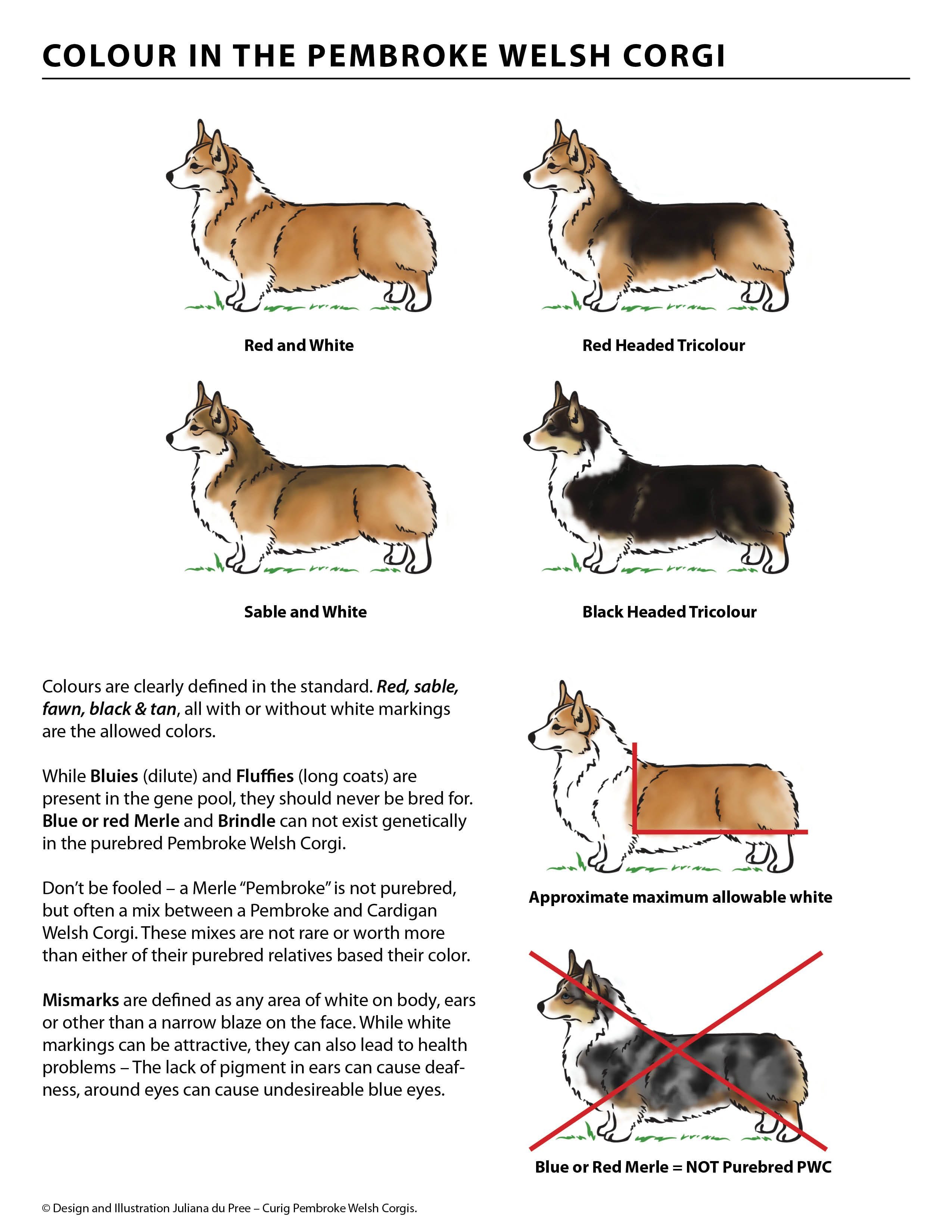 Pembroke Welsh Corgis: A Puppy Buying Guide