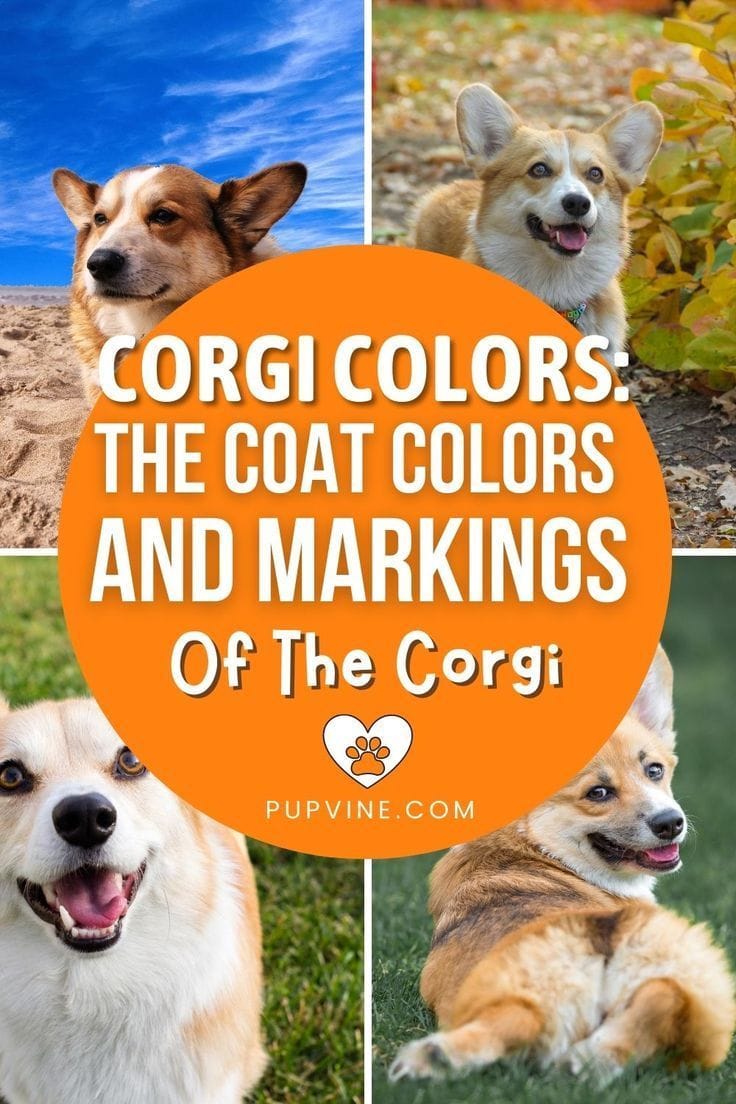 Corgi colors