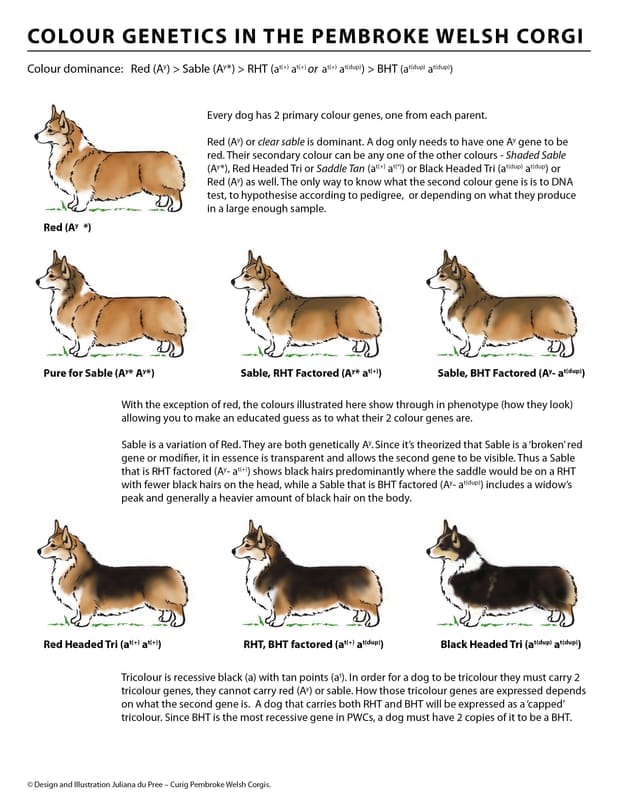 The Pembroke Welsh Corgi: A Comprehensive Breed Guide