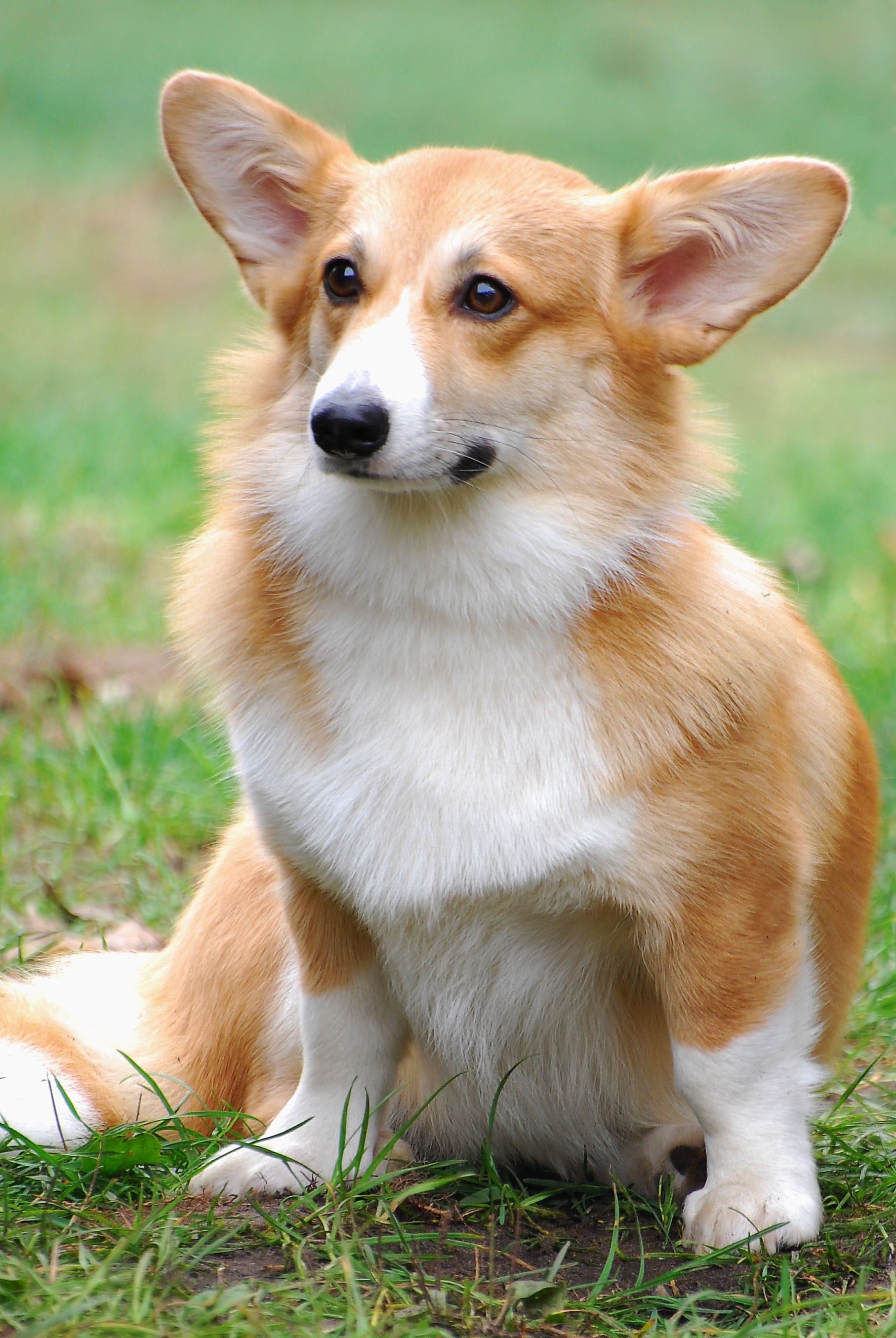 Breed Guide: Pembroke Welsh Corgi