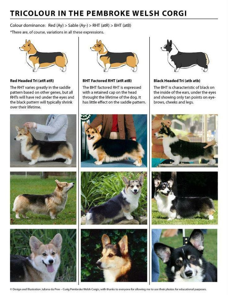 Pembroke Welsh Corgi Coat Colors