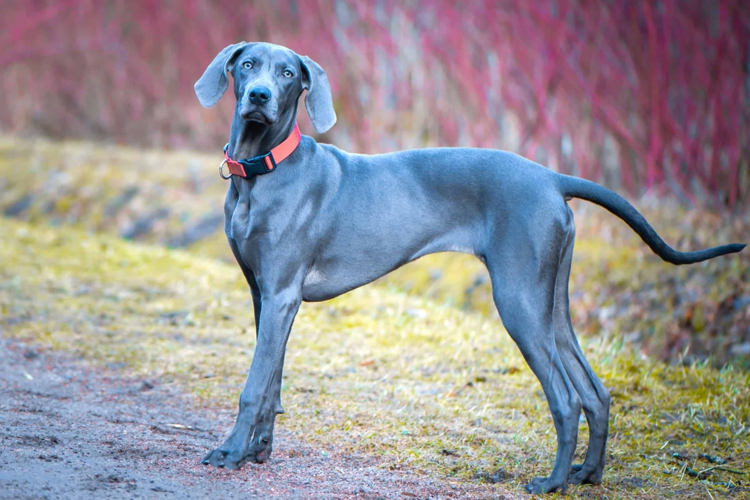 Blue Weimaraner