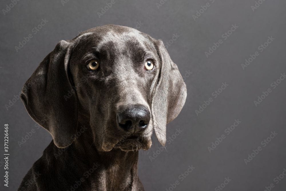 Blue Weimaraner