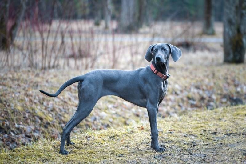 Blue Weimaraner