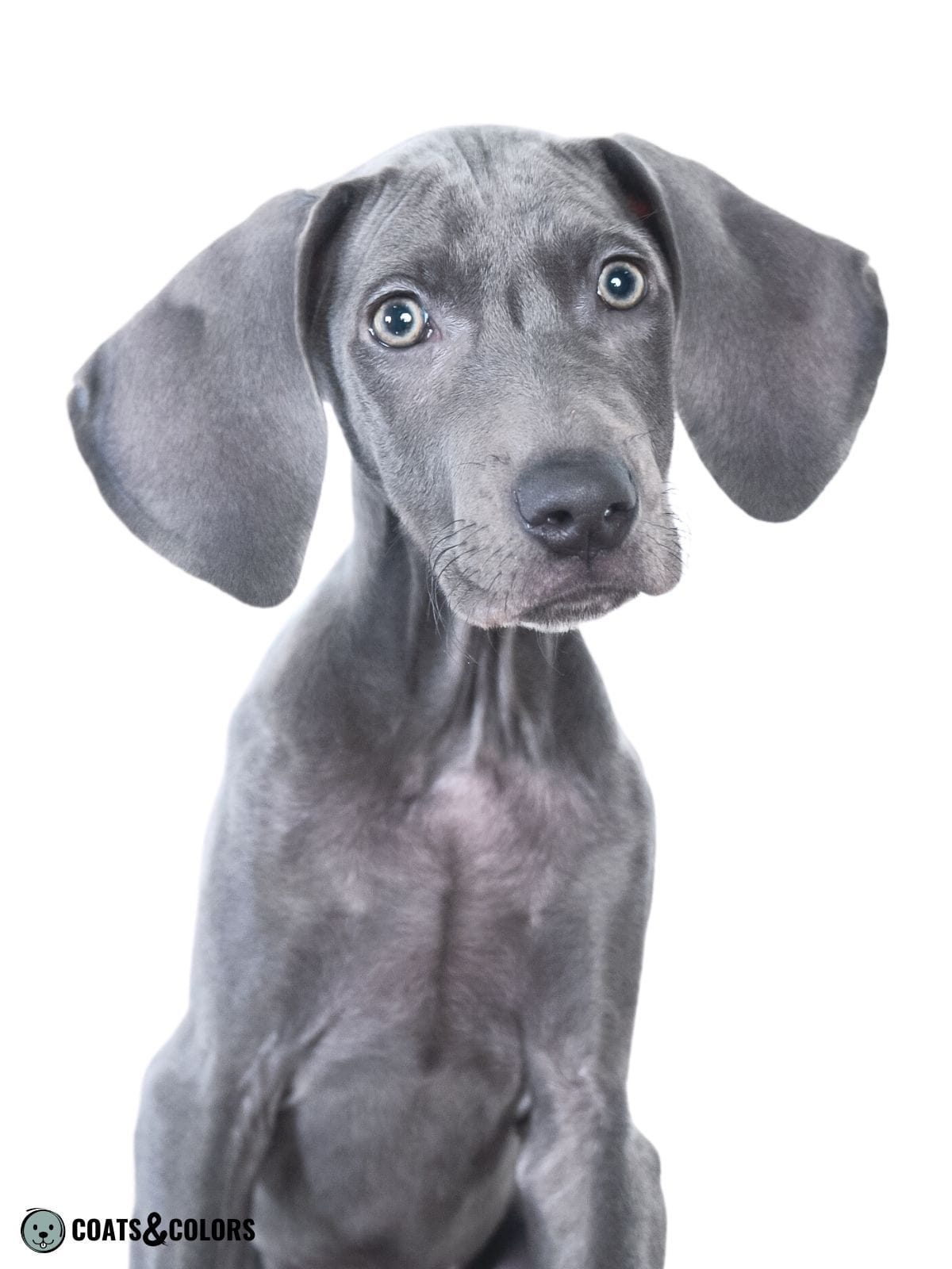 Blue Weimaraner