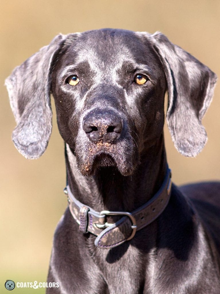 Introduction to Blue Weimaraners