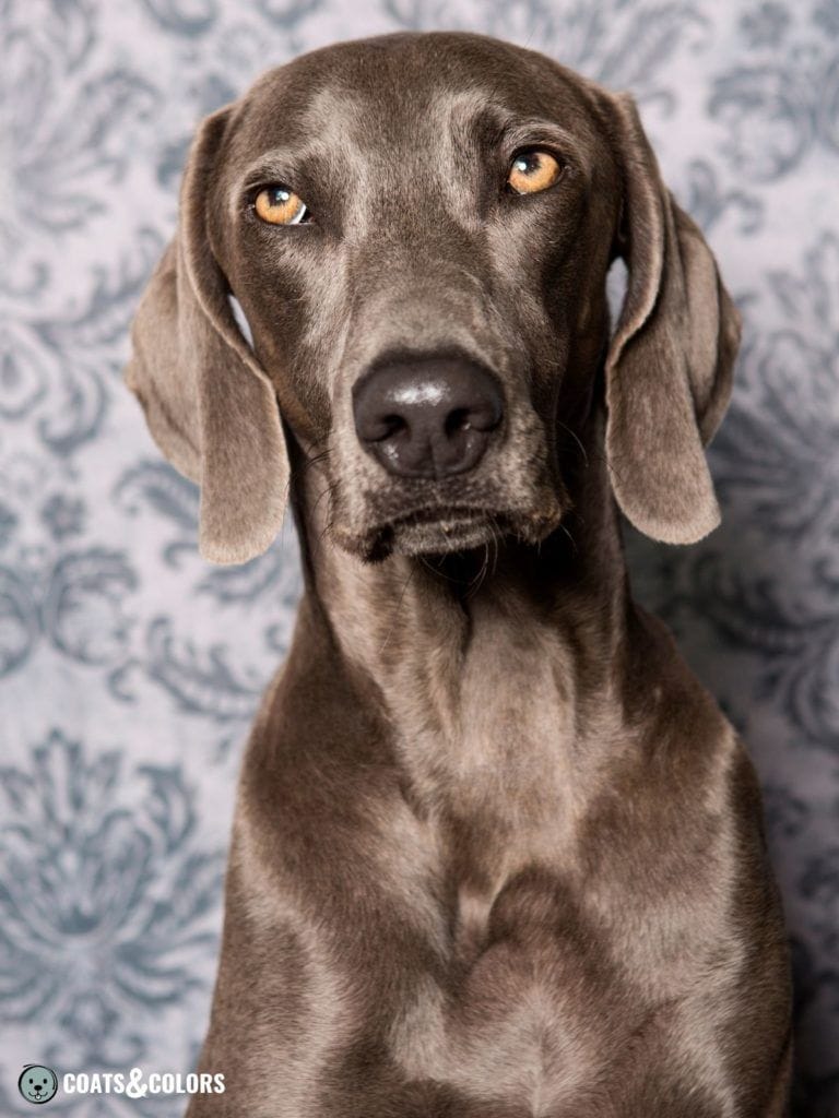 What Colors Are Weimaraners