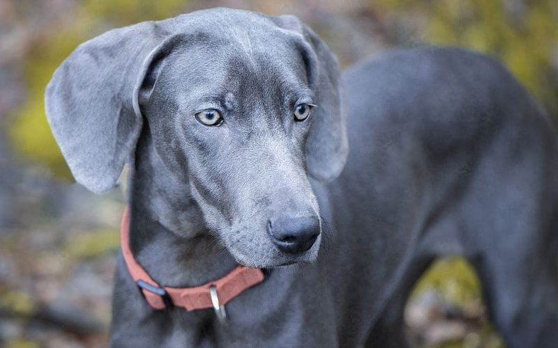 Blue Weimaraner: Facts